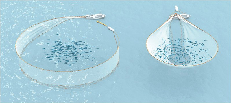 лов кошельковым неводом